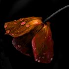 Tulpe