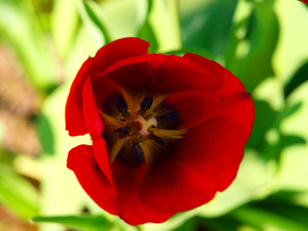 Tulpe