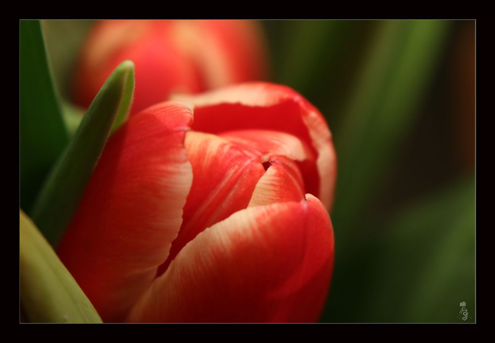 Tulpe