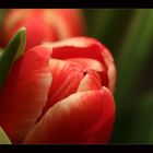 Tulpe