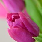 tulpe