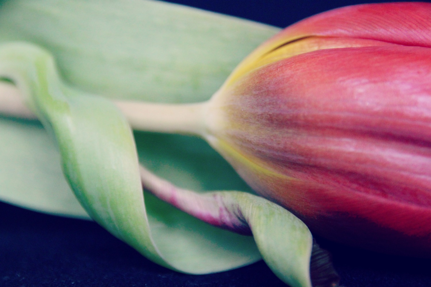 Tulpe