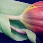 Tulpe