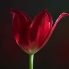 Tulpe