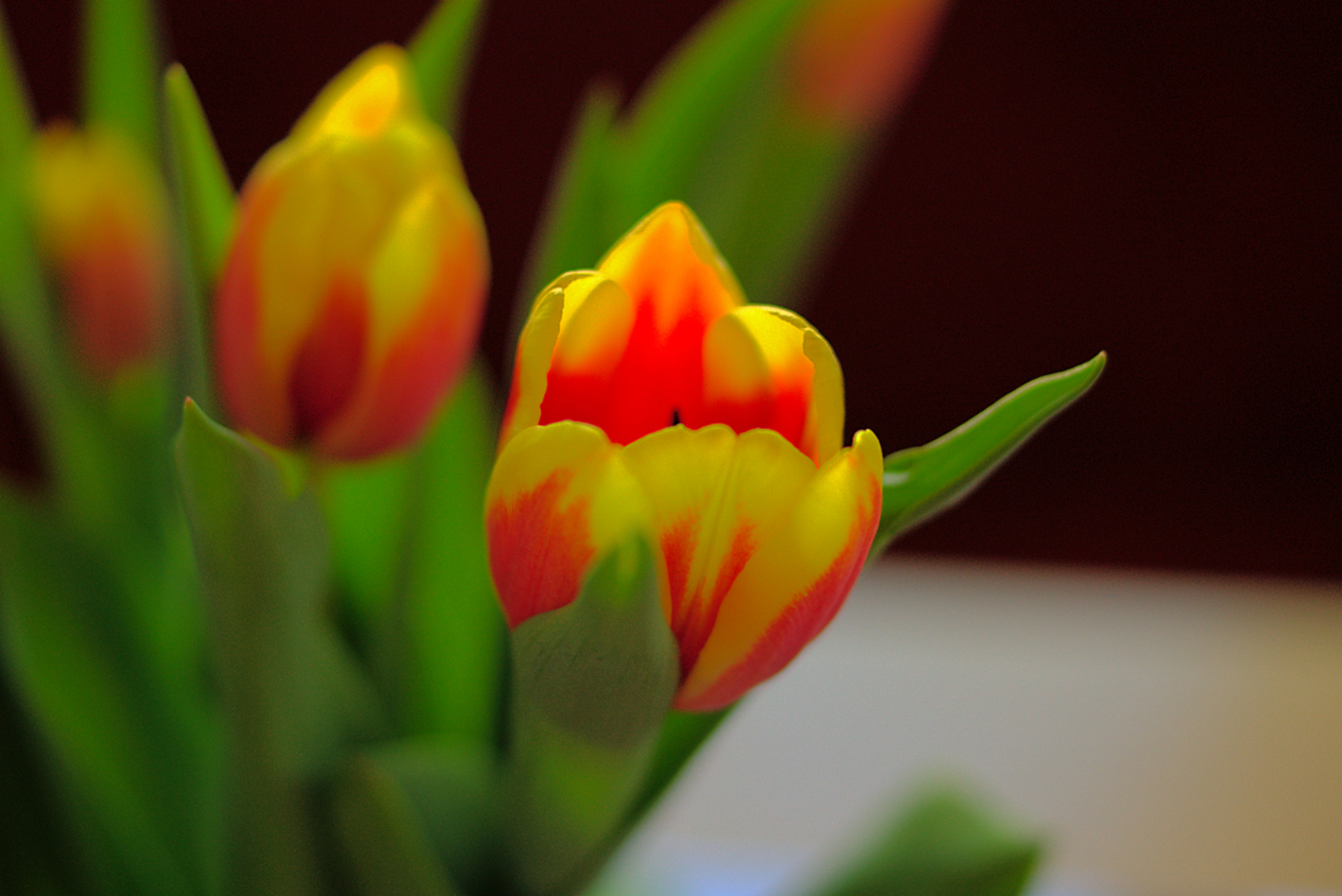 Tulpe