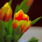 Tulpe