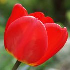 Tulpe