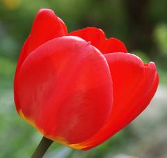 Tulpe