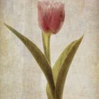 Tulpe