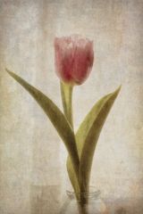 Tulpe