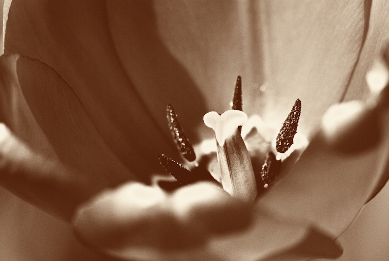 tulpe