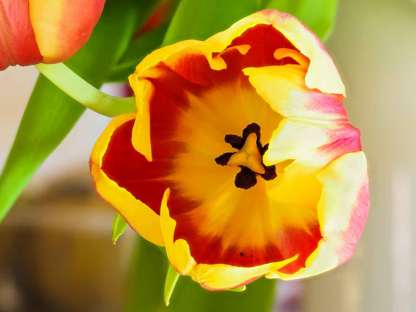 Tulpe