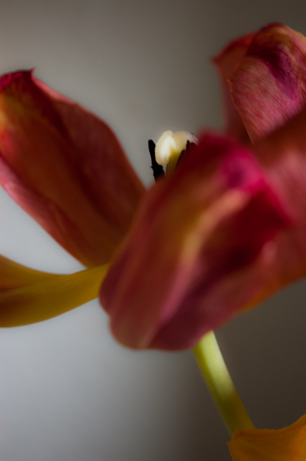 Tulpe