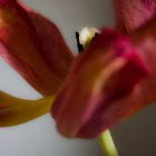 Tulpe