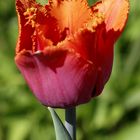 Tulpe