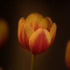 Tulpe