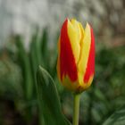 Tulpe