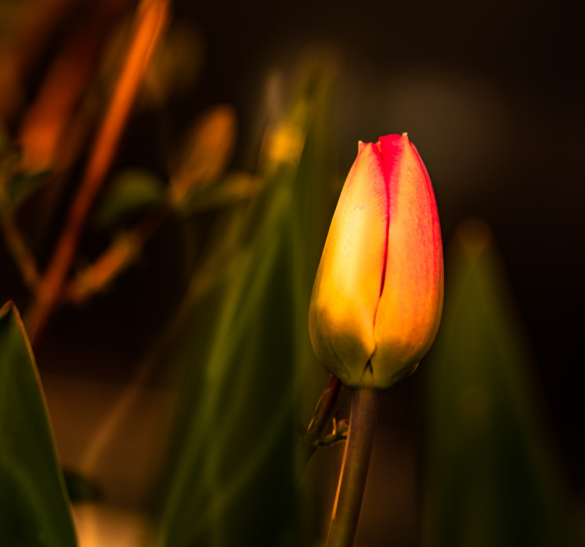 Tulpe 