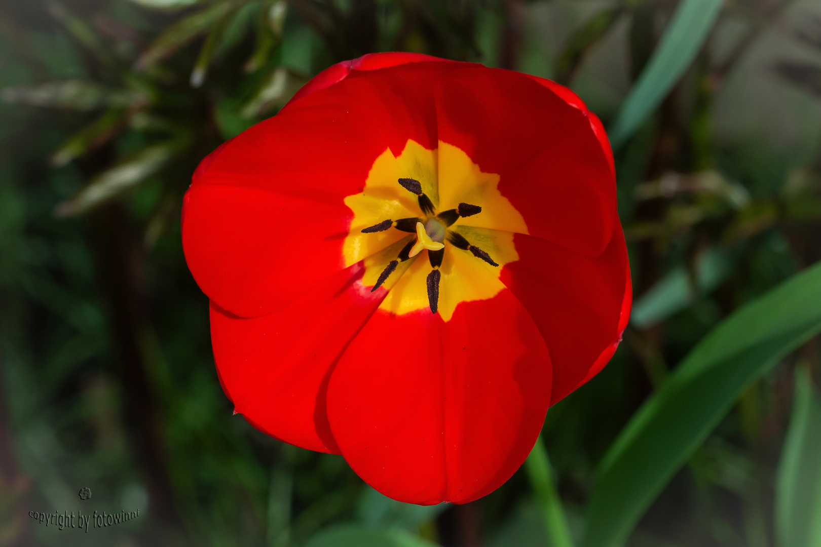 Tulpe