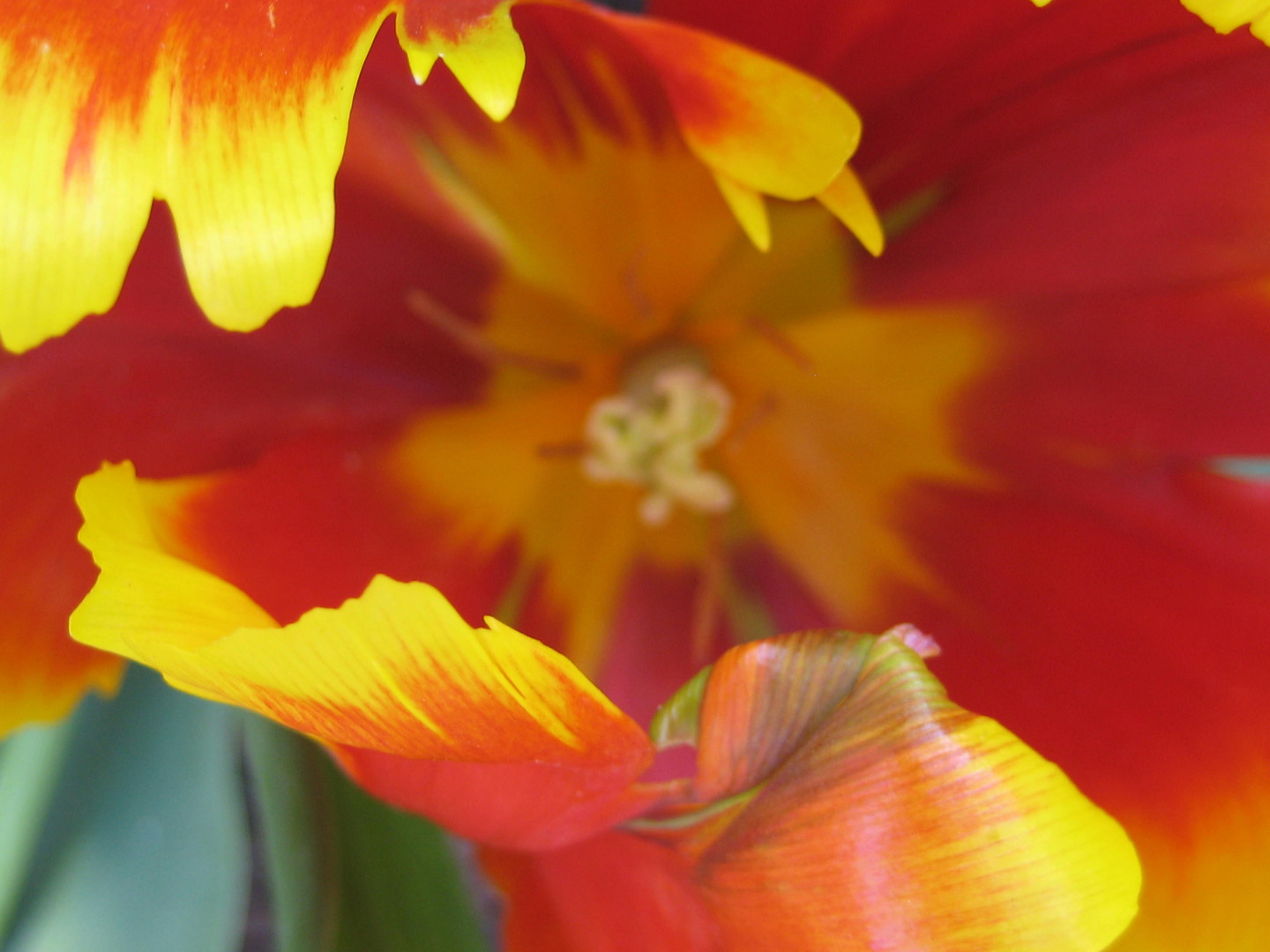 Tulpe