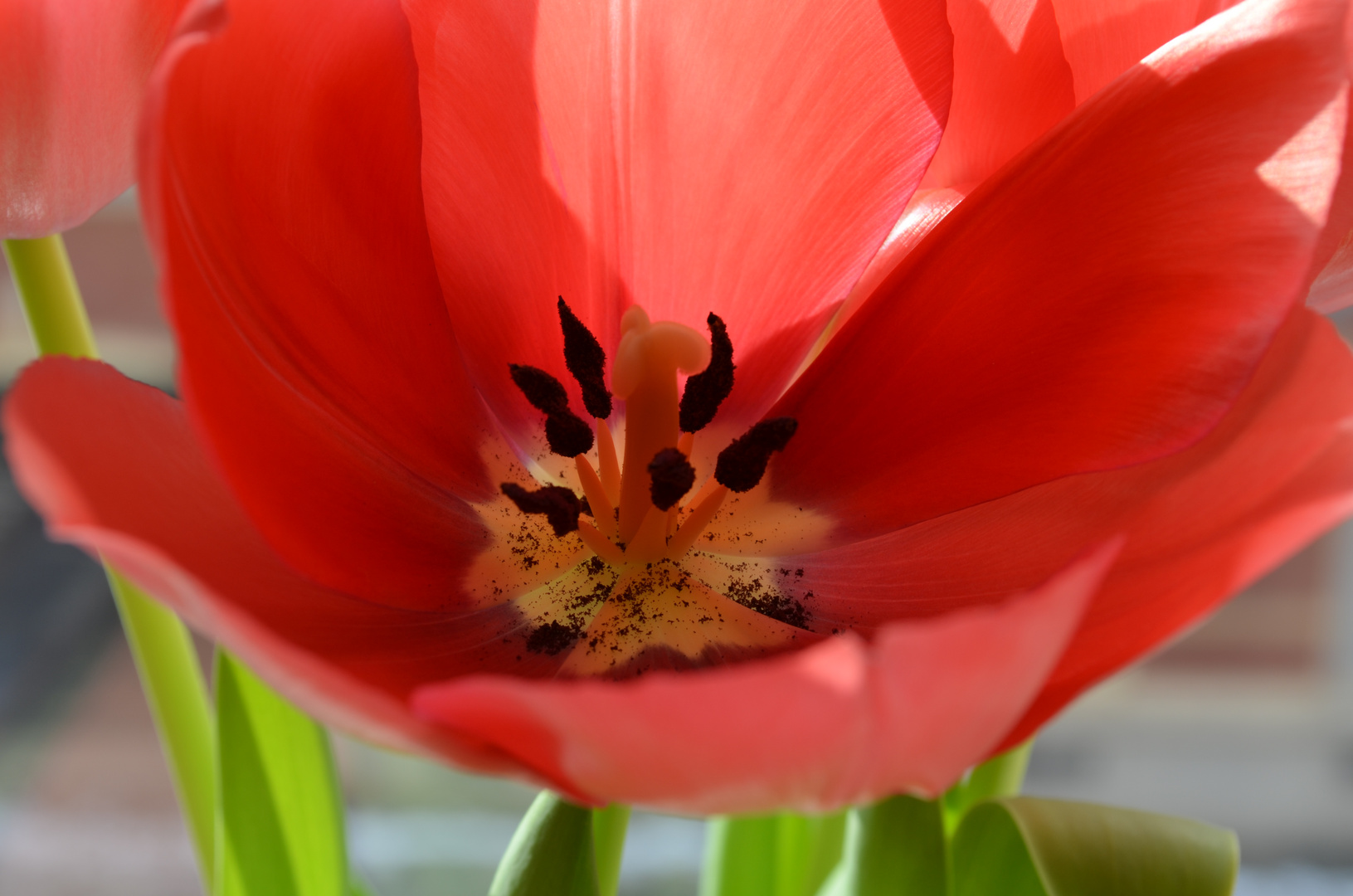 Tulpe