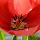 Tulpe