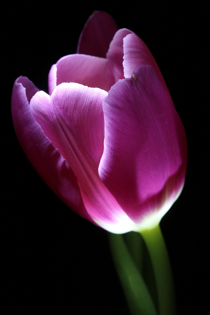 tulpe