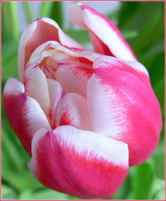 Tulpe