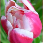 Tulpe