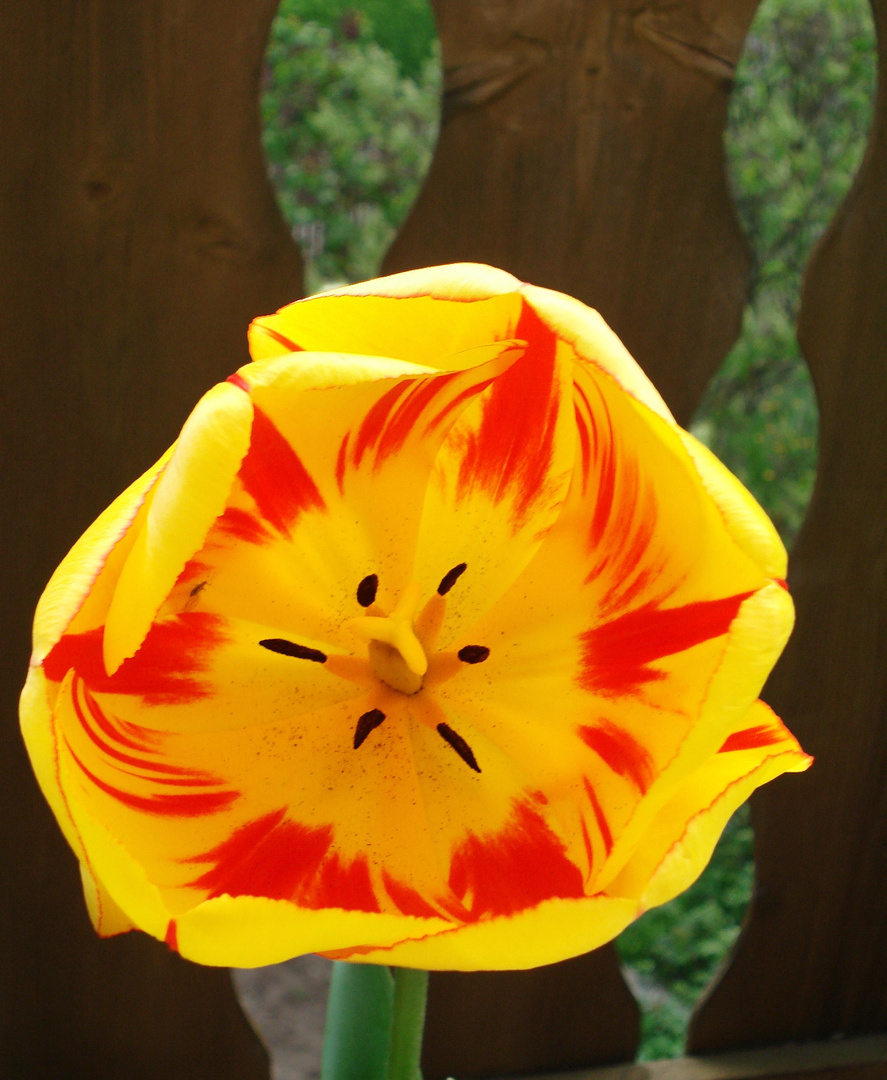 Tulpe