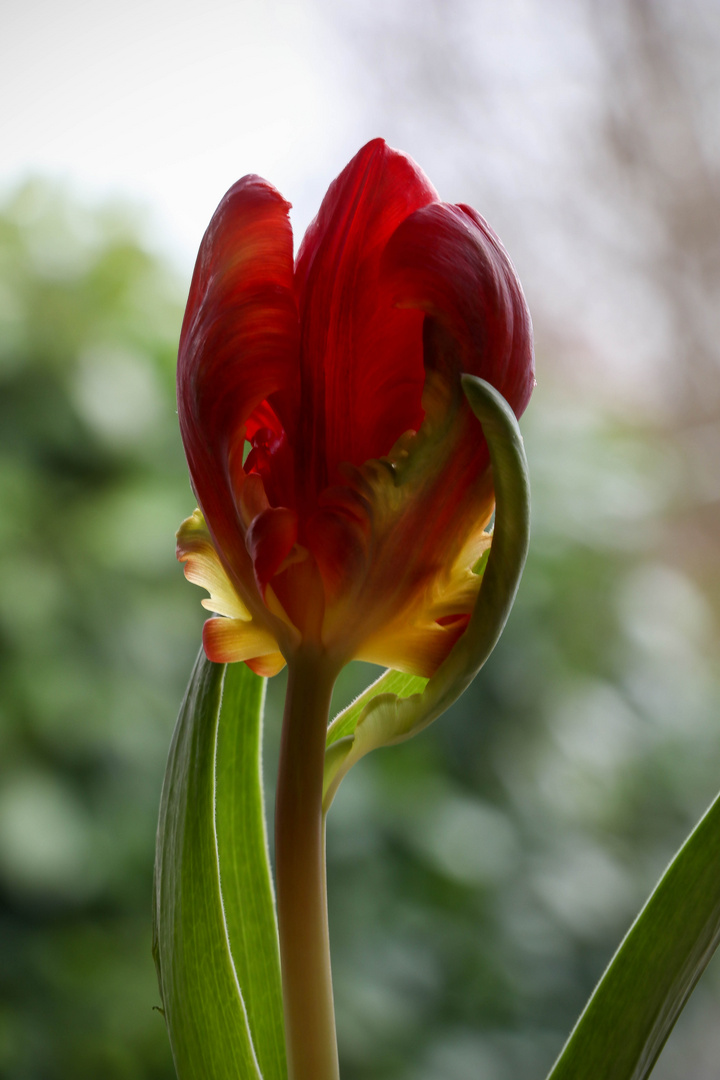 Tulpe