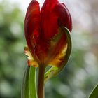 Tulpe