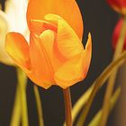 Tulpe