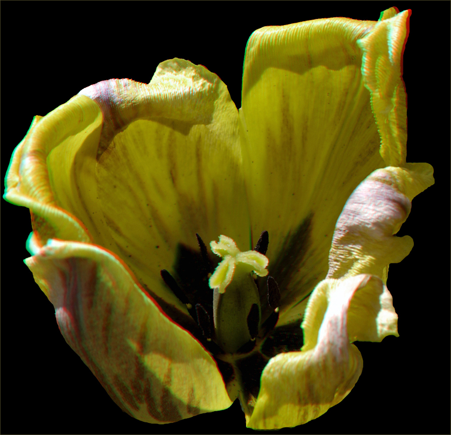 _ Tulpe _