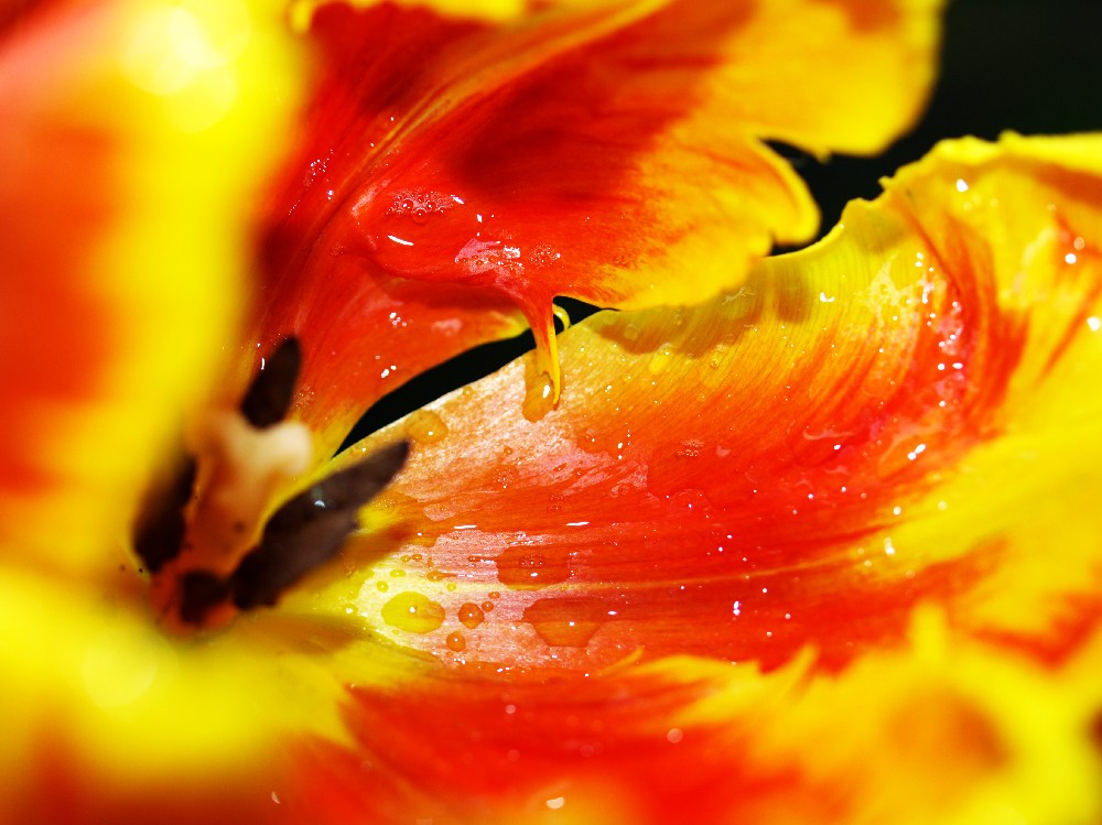 Tulpe