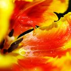 Tulpe