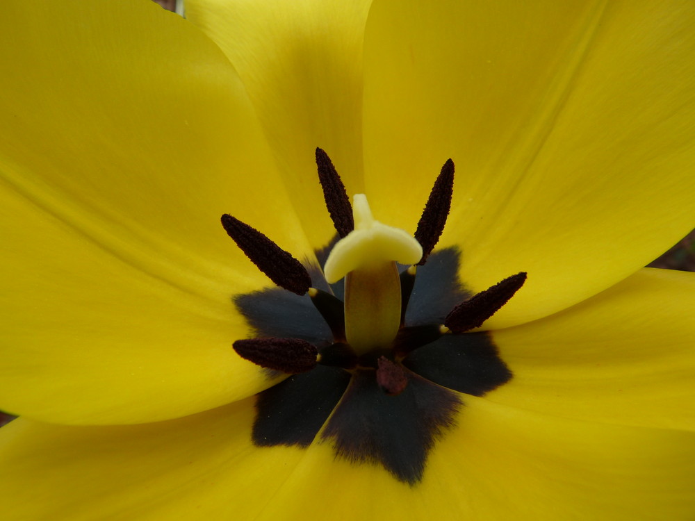 Tulpe