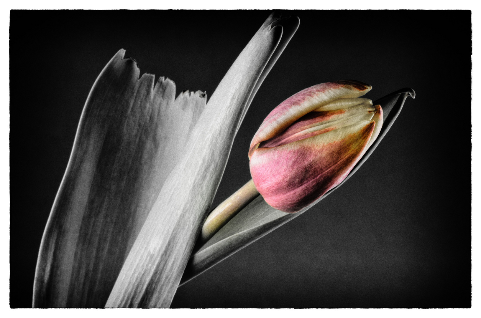 Tulpe