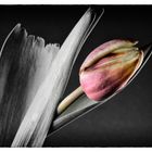 Tulpe