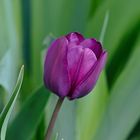 Tulpe