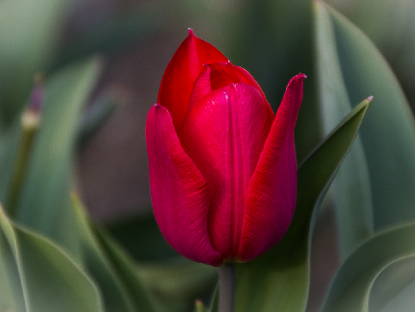 Tulpe