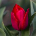 Tulpe