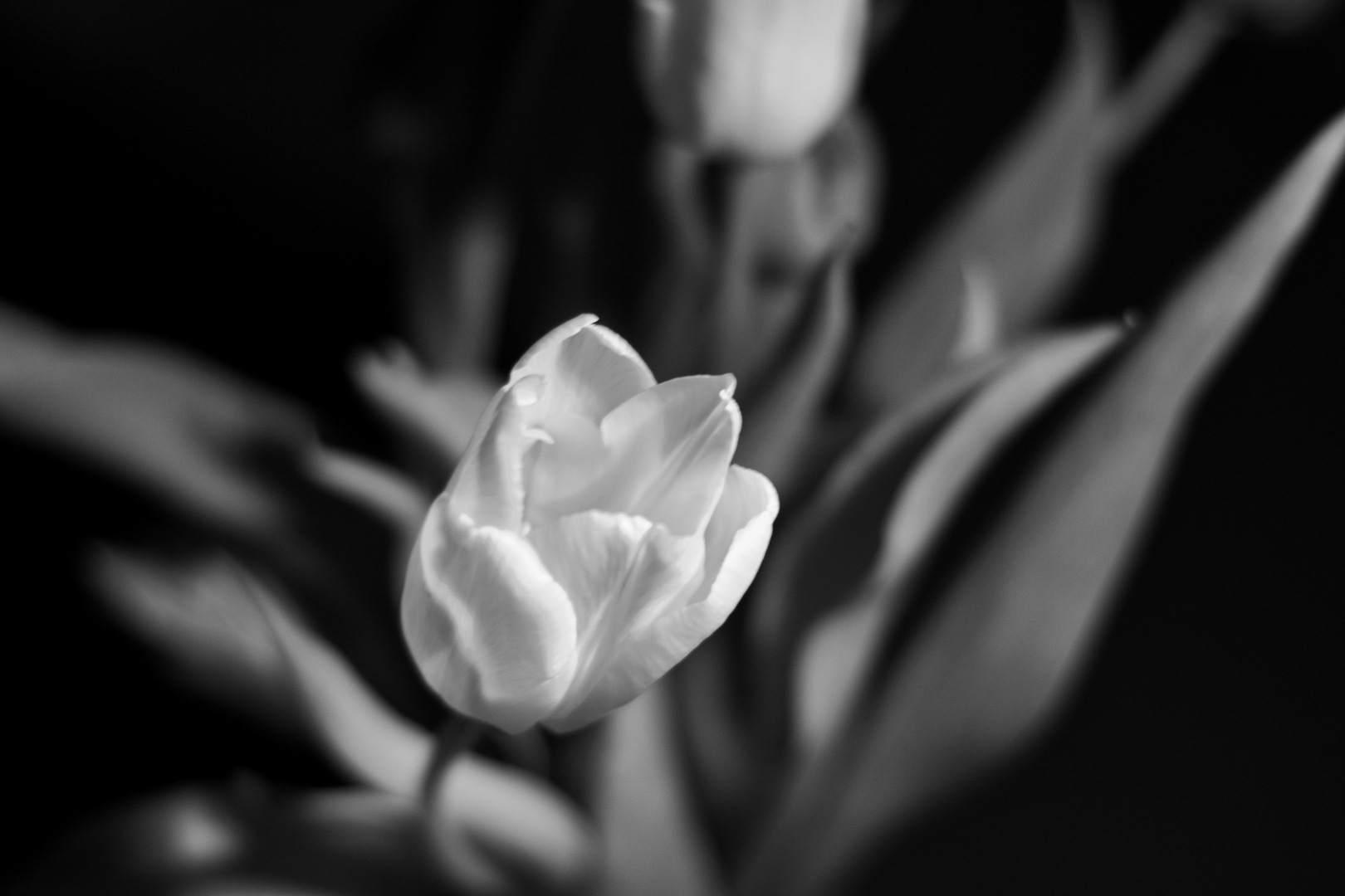 Tulpe