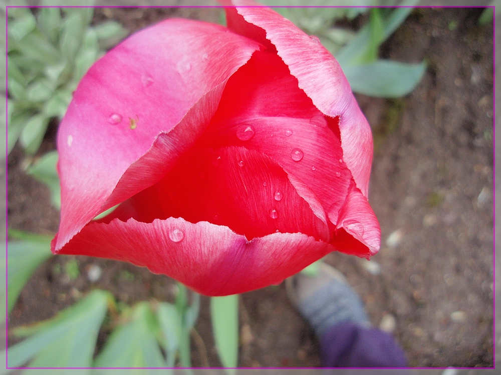 Tulpe