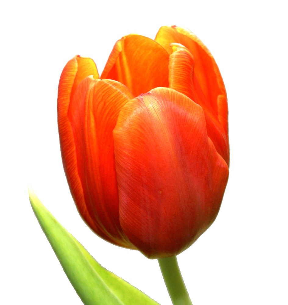 tulpe