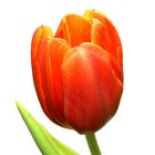 tulpe