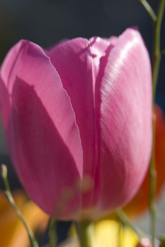 Tulpe