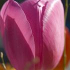 Tulpe