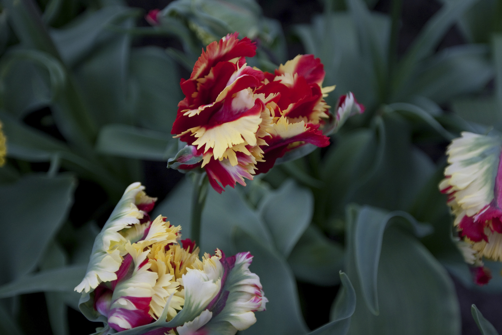 Tulpe