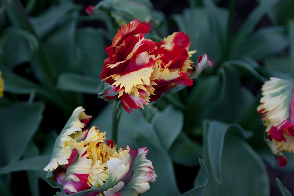 Tulpe von Robert Bakker 